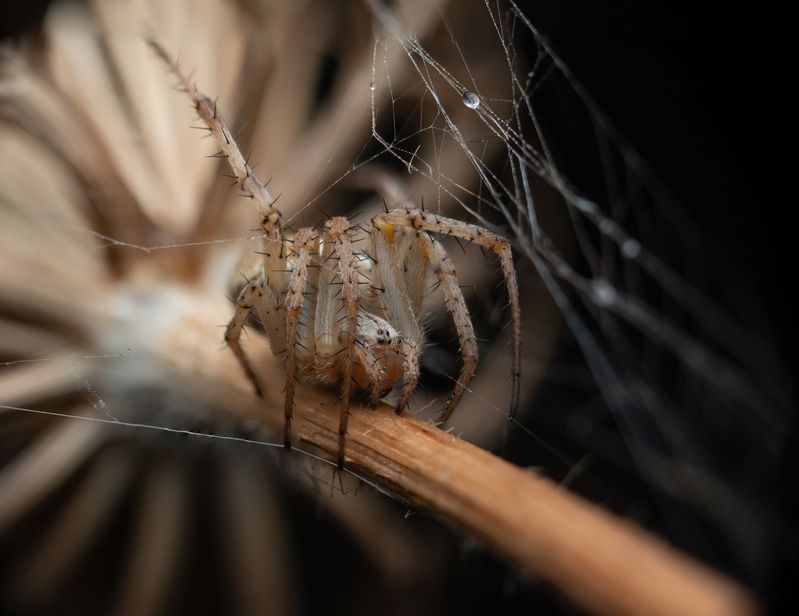 Araneus diadematus фото превью