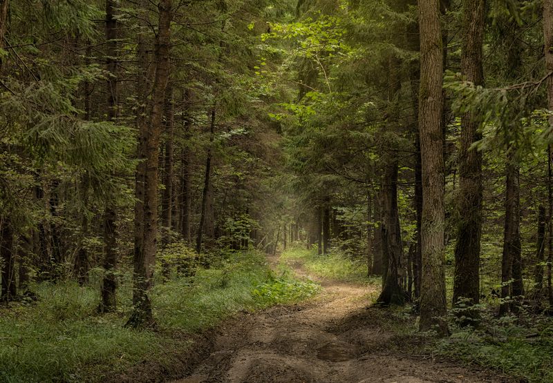 Тропинка в сердце леса фото превью