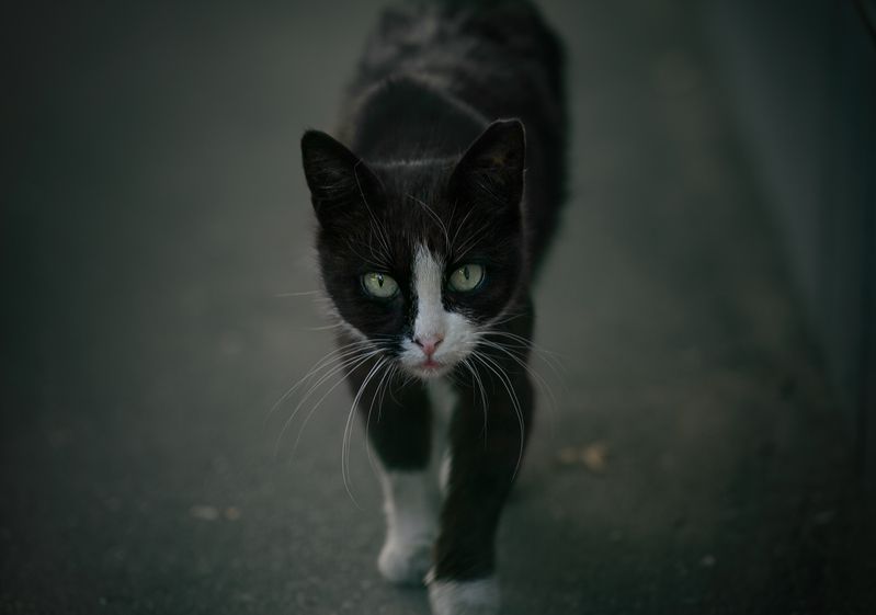 городские картинки, котики, арбат, москва Встреча в переулках Арбата. Город и котики фото превью