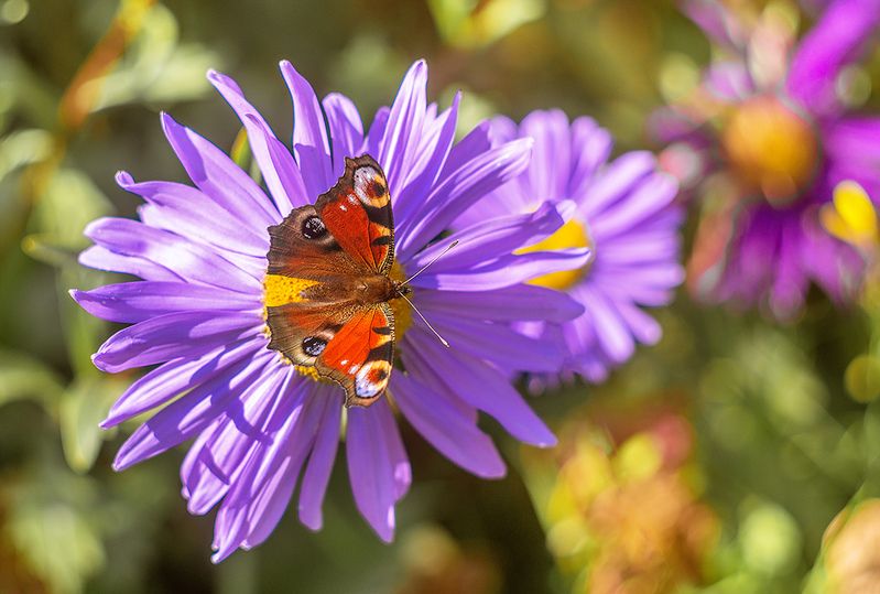 ... фото превью