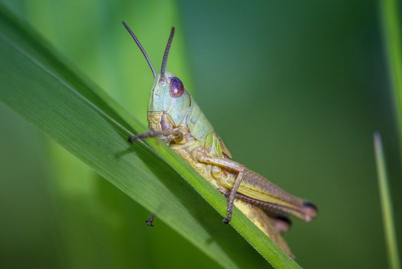 В траве сидел... фото превью