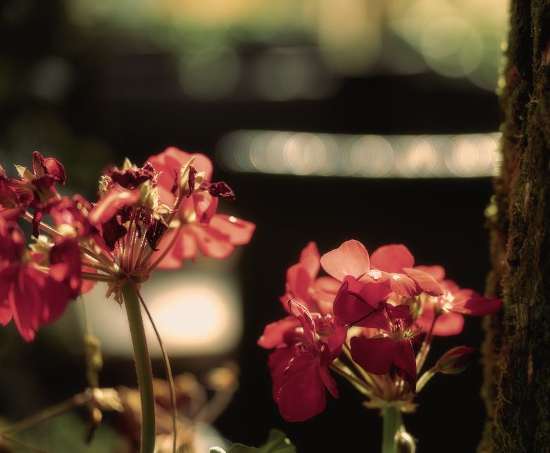 Свет Вот так выглядит Свет  фото превью