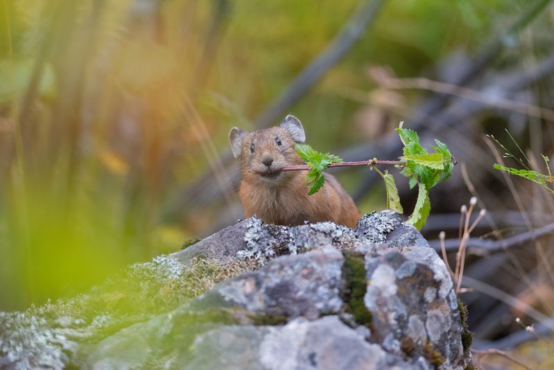 сеноставка, пищуха, пищухи, алтайская пищуха, природа, фотоохота, алтай, горы Сеноставка фото превью