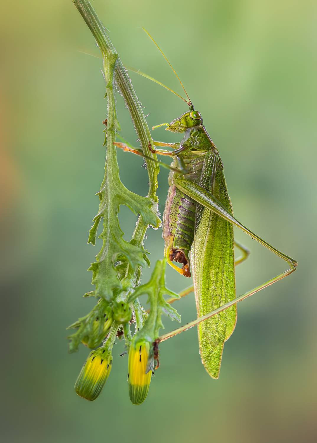 grasshopper, hopper, insect, macro, bug, grass, Atul Saluja