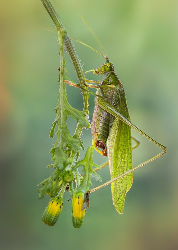 Hungry hopper фото превью