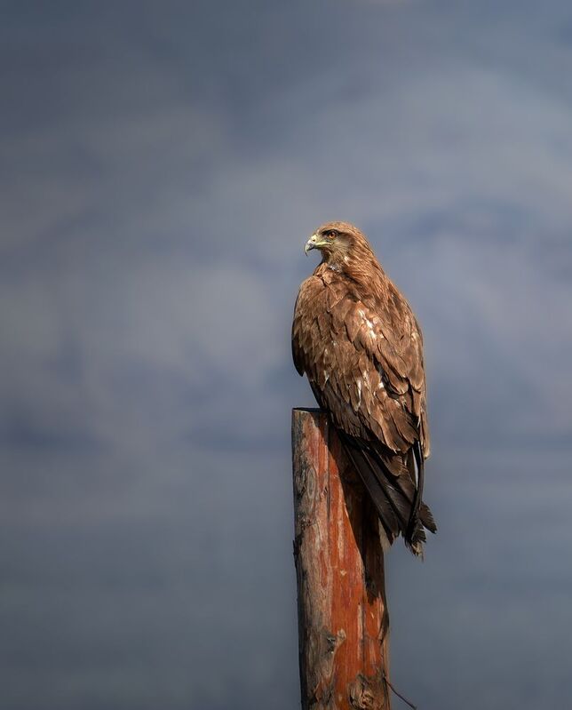 орел, птицы, кош-агач, алтай, природа, nikon Суровый гость фото превью