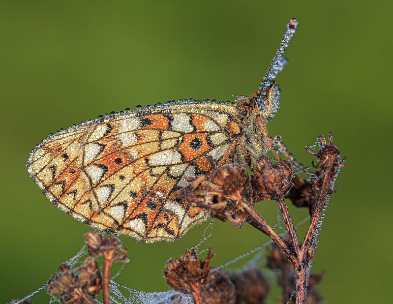 насекомые, бабочка, нимфалида, перламутровка, селена, лето, июнь Селена ранним утром фото превью