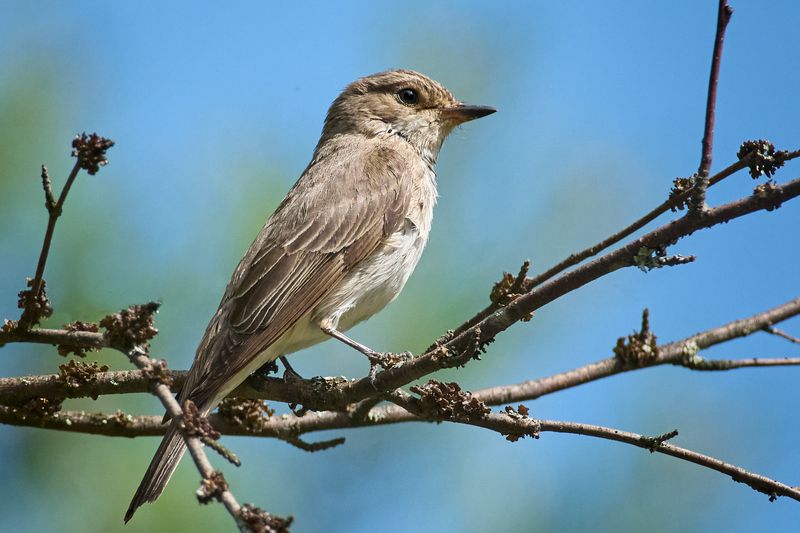 Серая мухоловка / Muscicapa striata фото превью