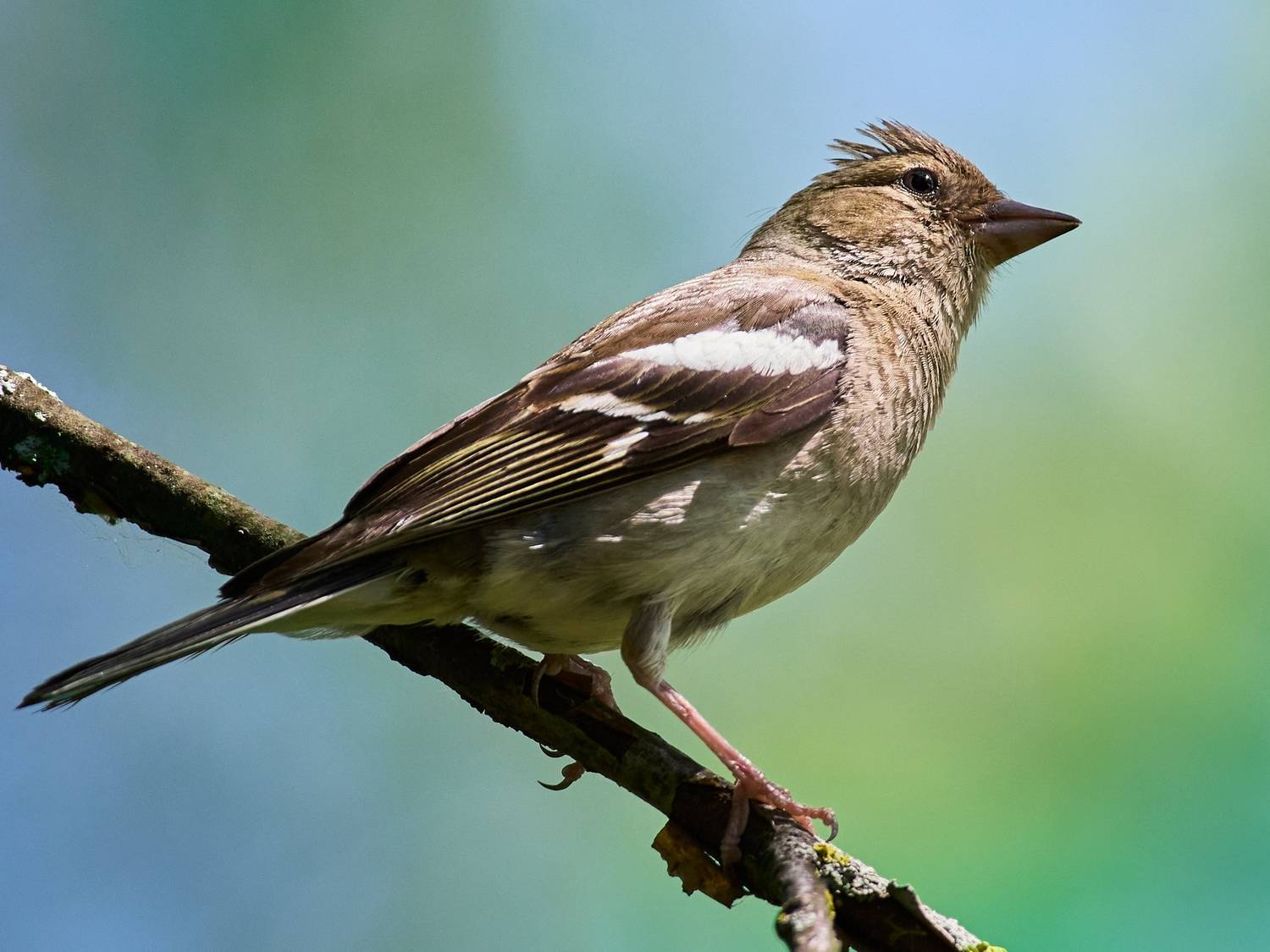 , Полина Шальнева