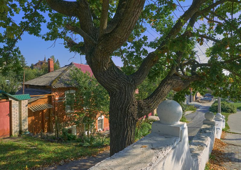 Старый дуб фото превью