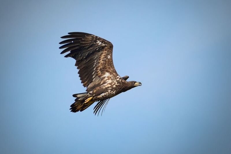 Молодой орлан-белохвост / Haliaeetus albicilla / White-tailed eagle фото превью