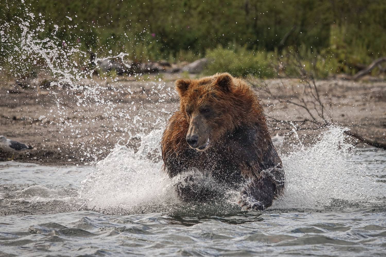 , Андрей Иванов
