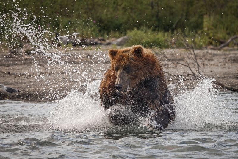 Brown bear on the hunt  фото превью