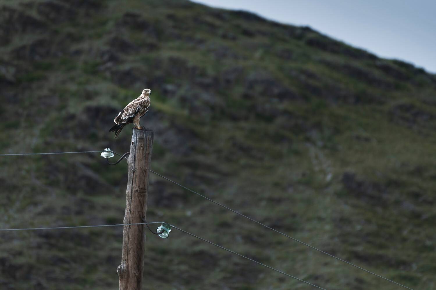 горный алтай, орел, могильник, Андреева Светлана