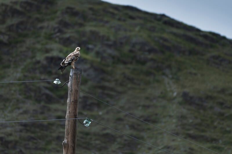 горный алтай, орел, могильник Орел могильник фото превью