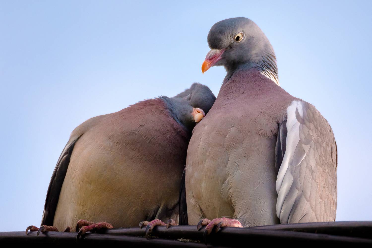 вяхирь, любовь, голуби, Соварцева Ксения