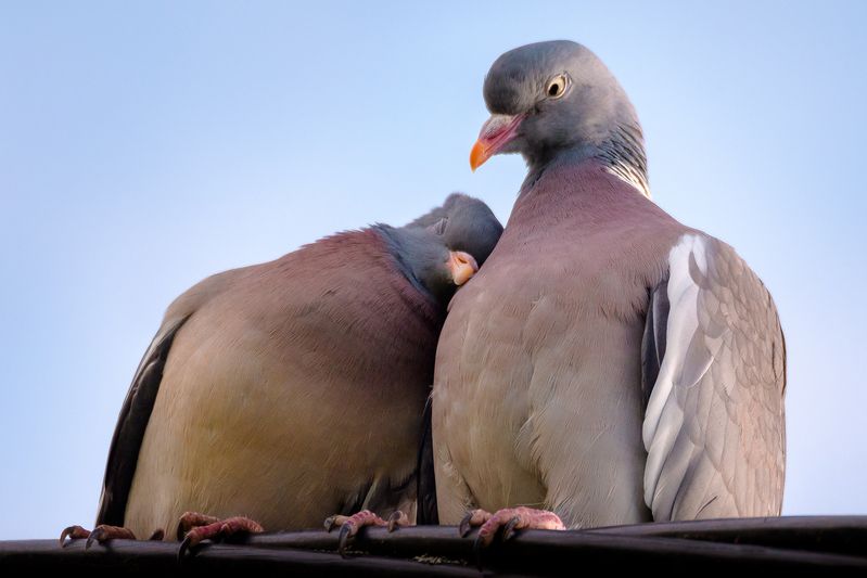 вяхирь, любовь, голуби Любовь фото превью