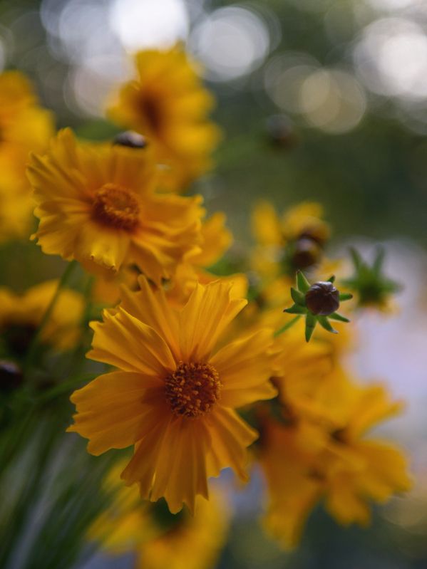 На закате фото превью