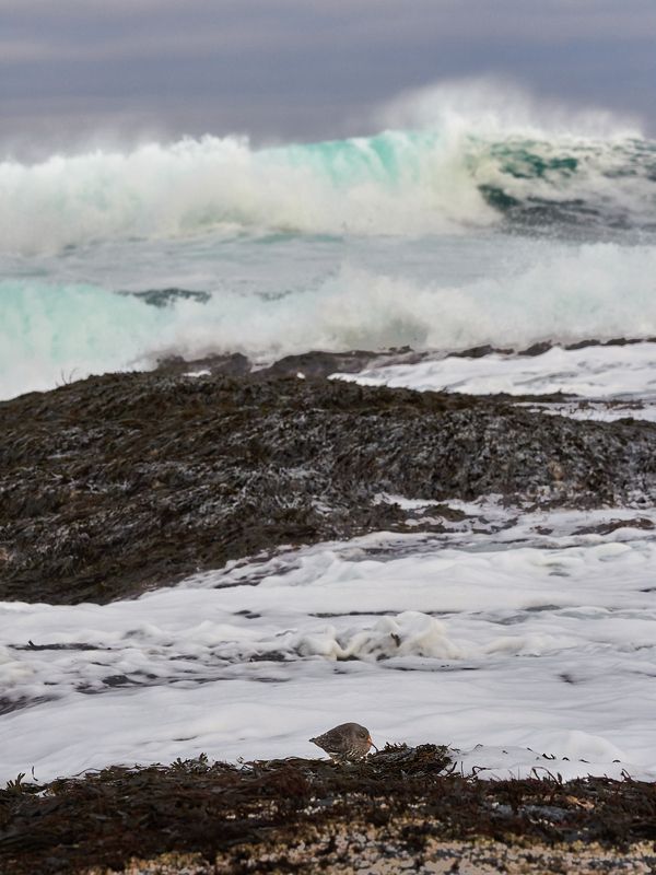 кольский, териберка, баренцево море, волны, птицы Ну и пусть... фото превью