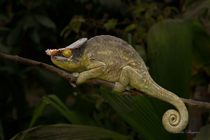 Хамелеоны во всей красе... фото превью