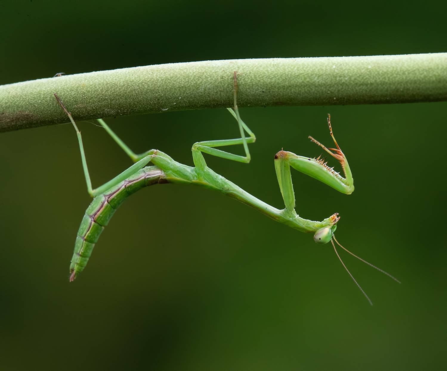 mantis, богомол, макро,macro, Etkind Elizabeth