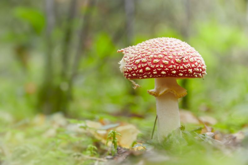 Мухоморчик фото превью