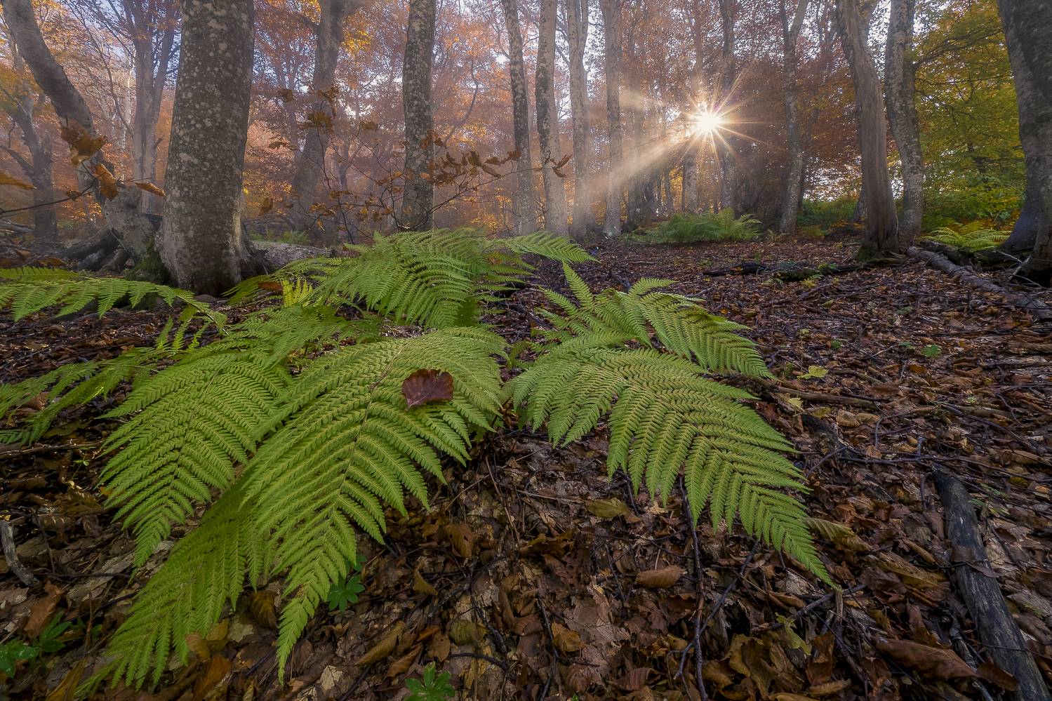 крым; демерджи; туман; осень, Владимир Карпухин