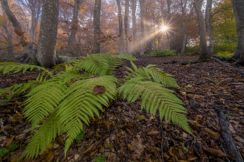 Крымские джунгли фото превью