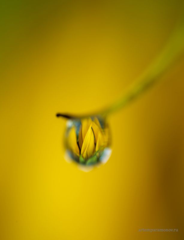 Подсолнух в капле фото превью