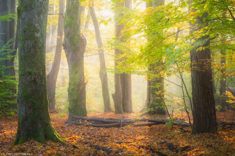 осень, пейзаж, утро, природа, туман, landscape, nature, autumn, morning Утренняя фото превью