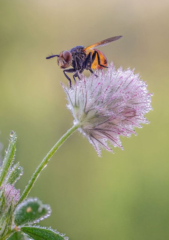 Муха фото превью
