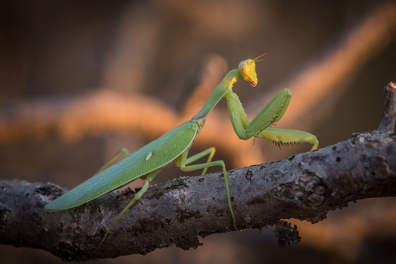 Утренний гость фото превью