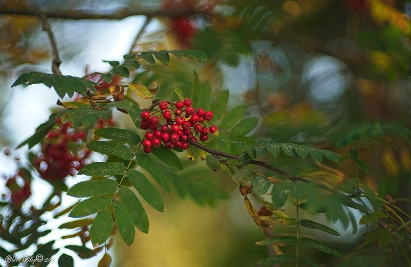 *** фото превью