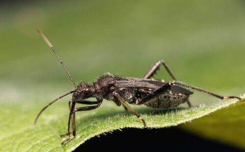 Alydus eurinus