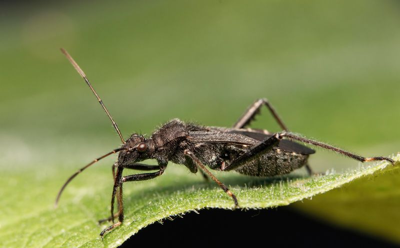 Alydus eurinus фото превью