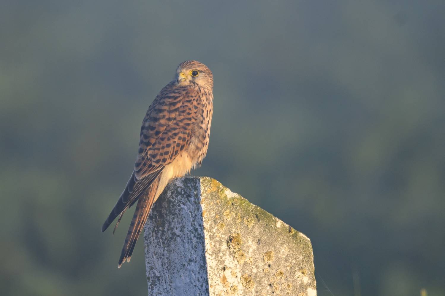 , Пупонин Сергей