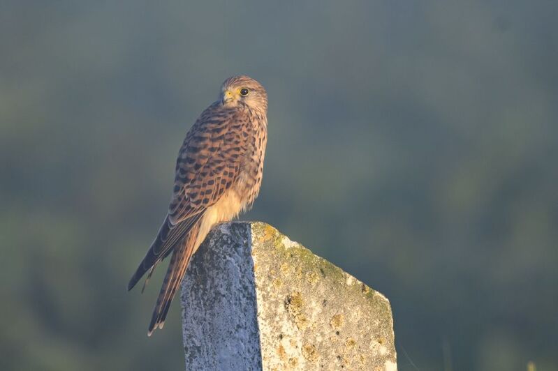 Финист – ясный сокол фото превью