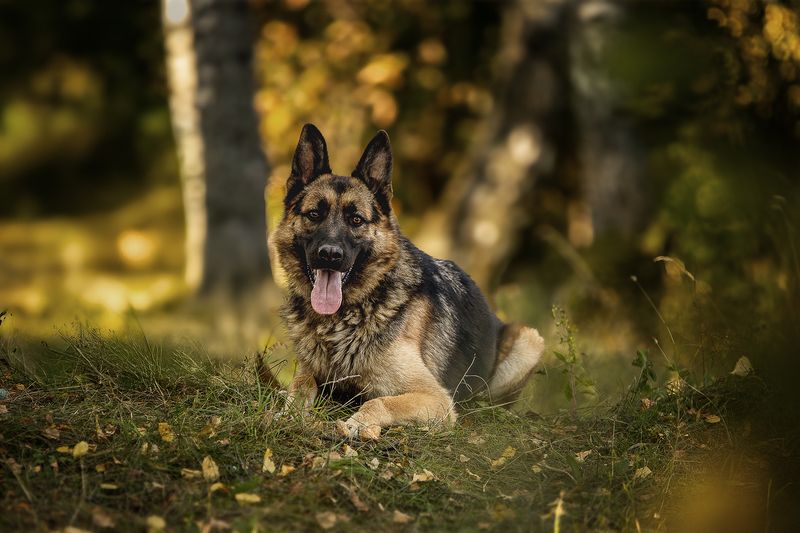 Чар фото превью