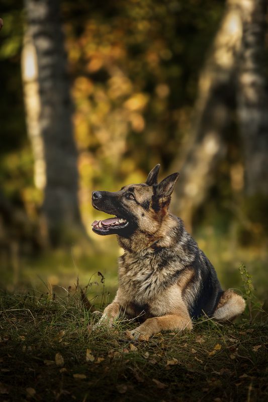 Любимый Чар фото превью