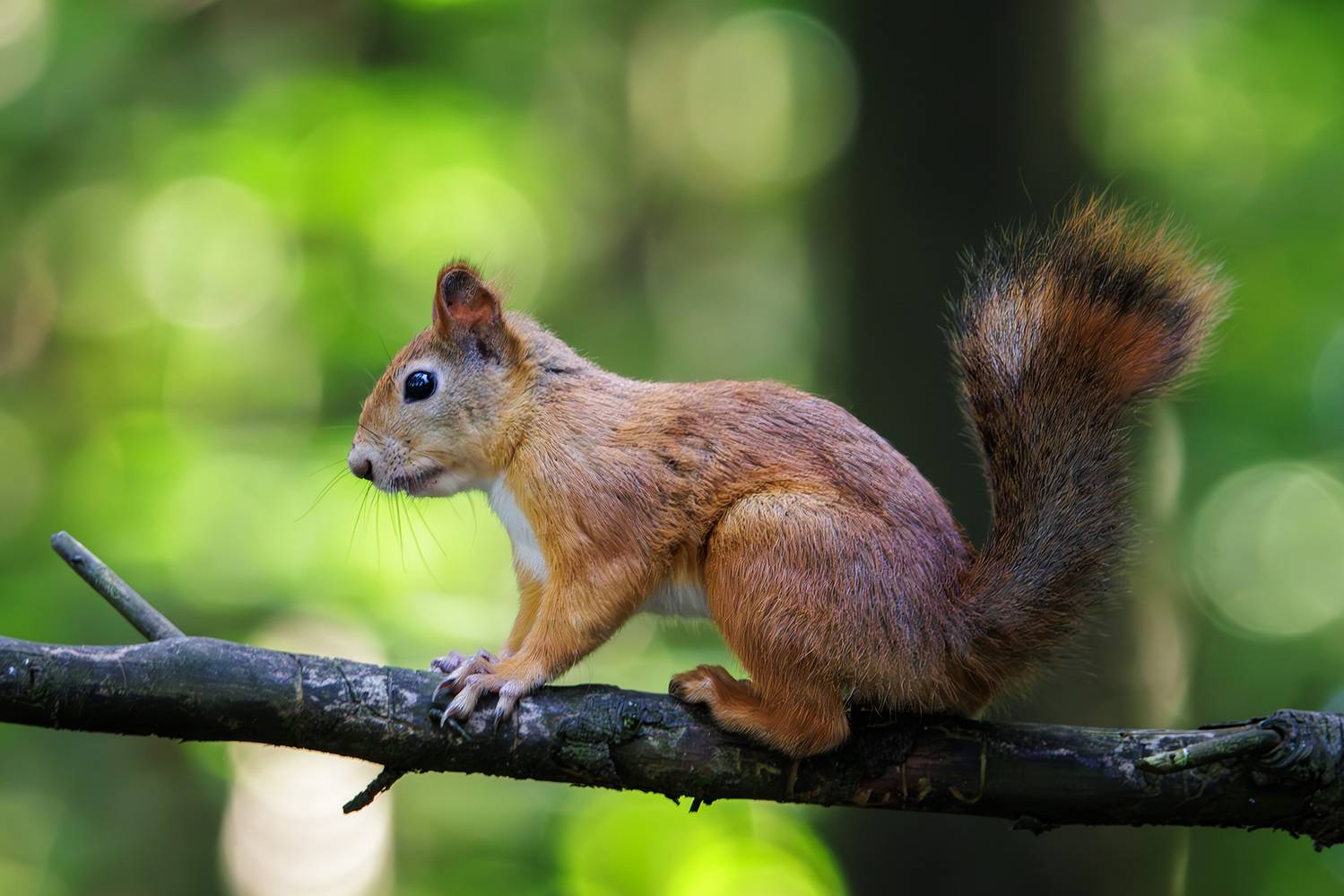 , Морозов Сергей