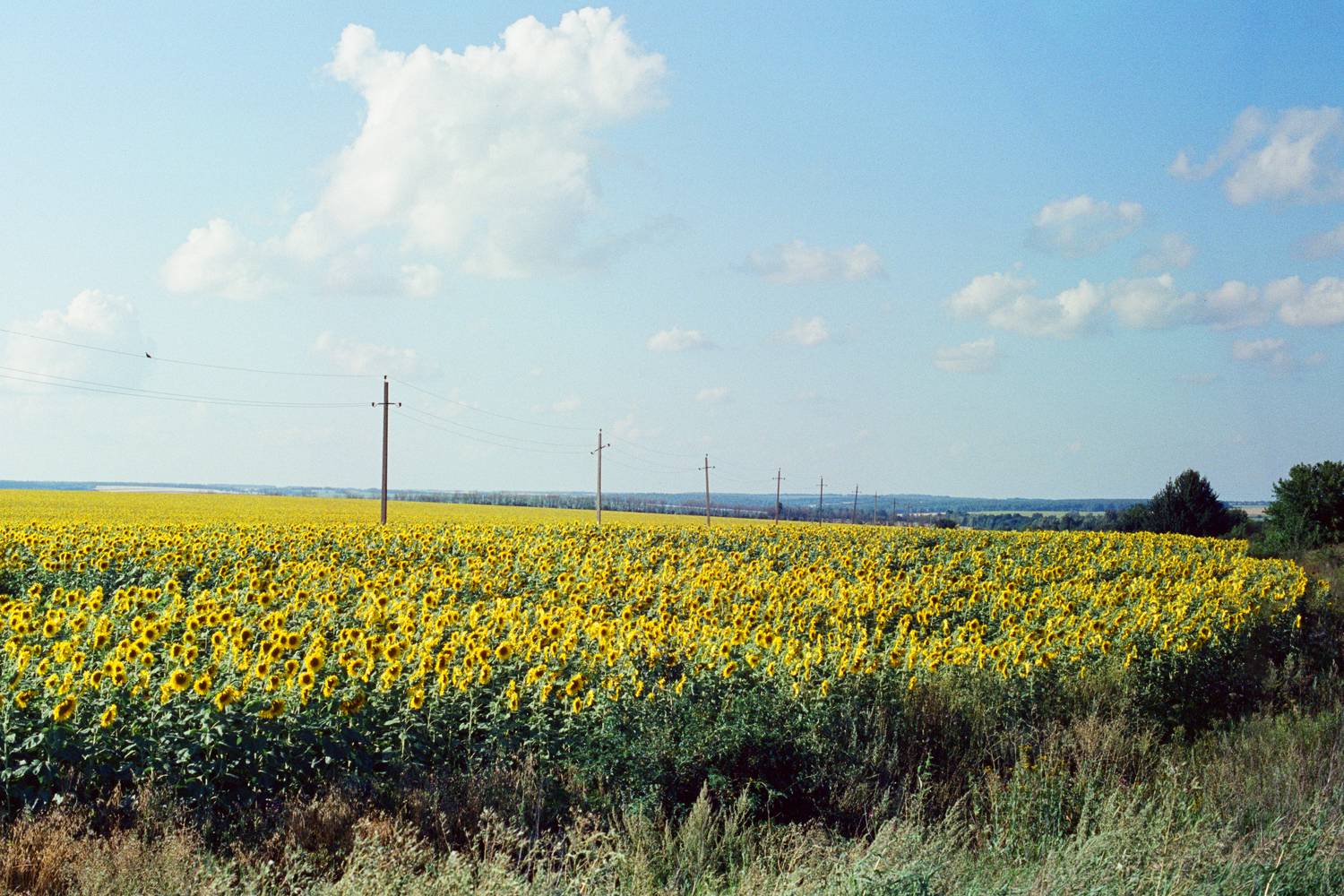 пленка, подсолнечник, фотопленка, Kodak, Kodak 500T, Мартыненко Дмитрий