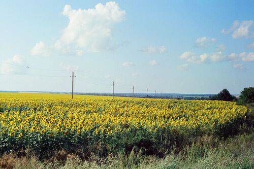 Подсолнечное поле