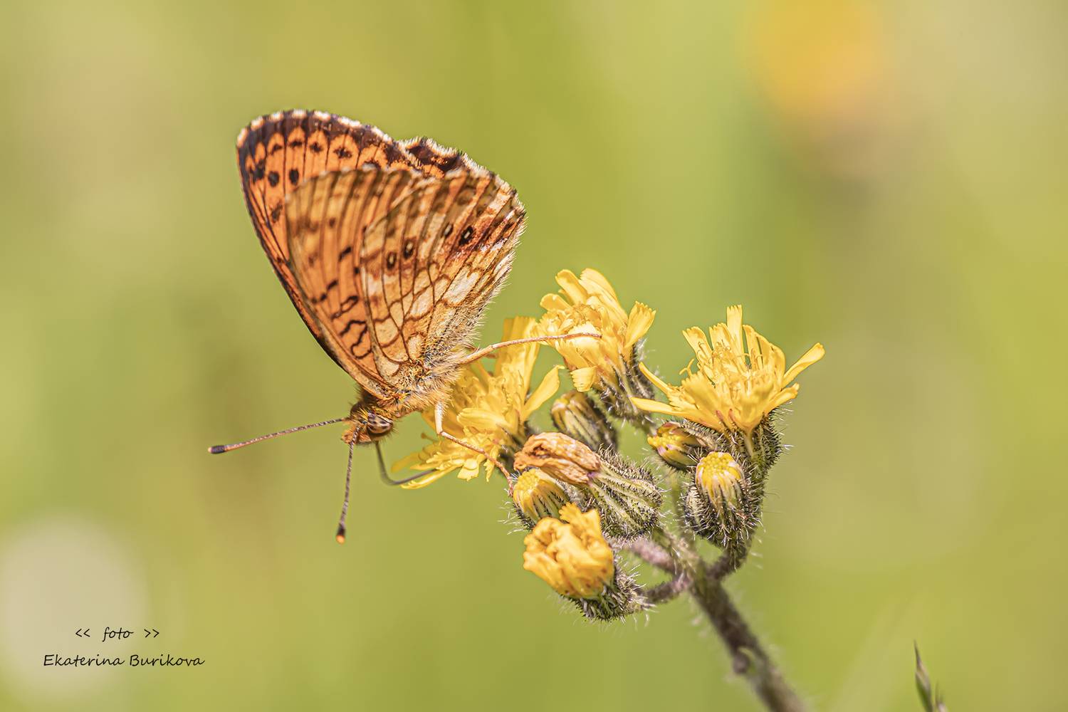 , Бурикова Екатерина