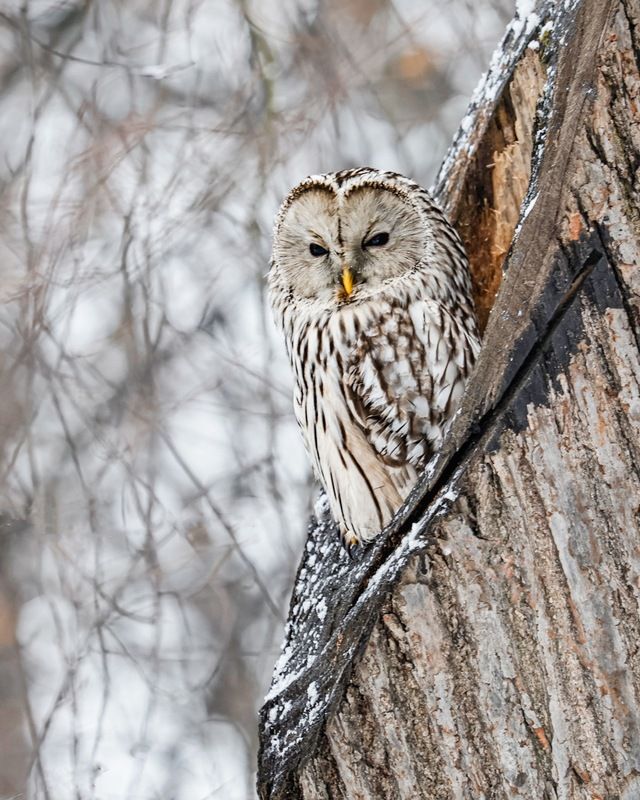 сова, уральская неясыть, птицы, неясыть, длиннохвостая неясыть  фото превью
