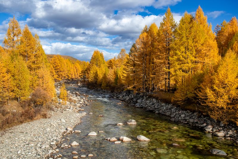 Золотая осень. Окинский район, р. Бурятия. фото превью