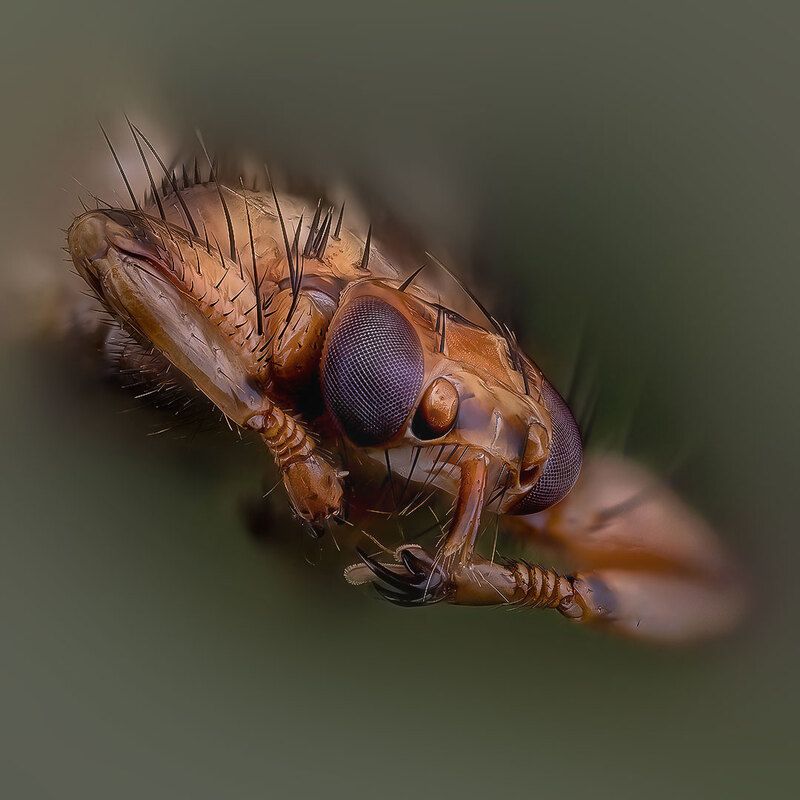 diptera, lipoptena cervi, оленья кровососка Спутница грибников фото превью