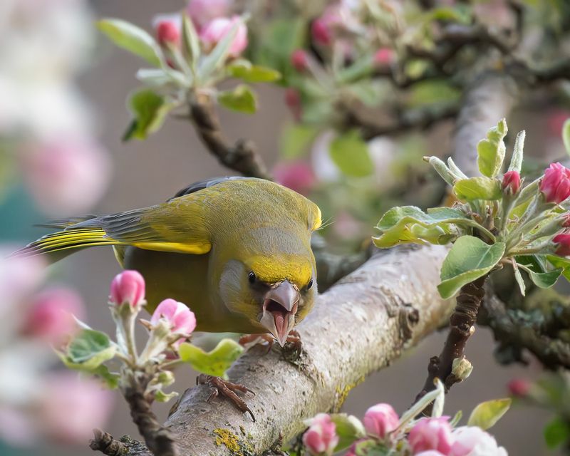 Зверь. фото превью