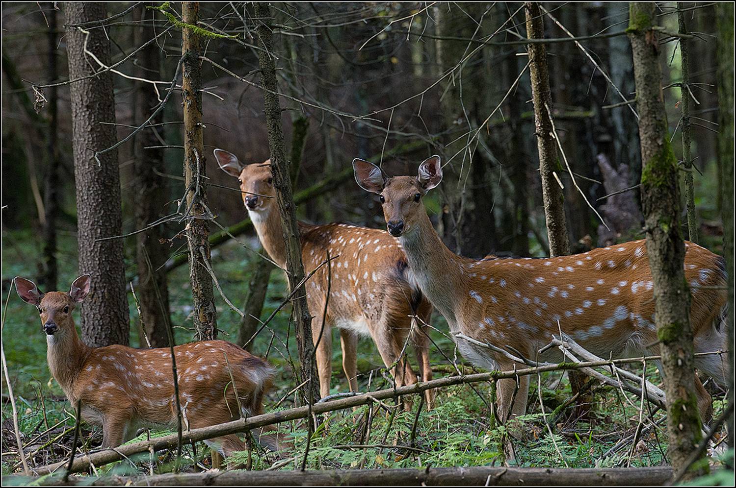 москва, сентябрь, парк,пятнистые олени, АНАТОЛИЙ ДОВЫДЕНКО