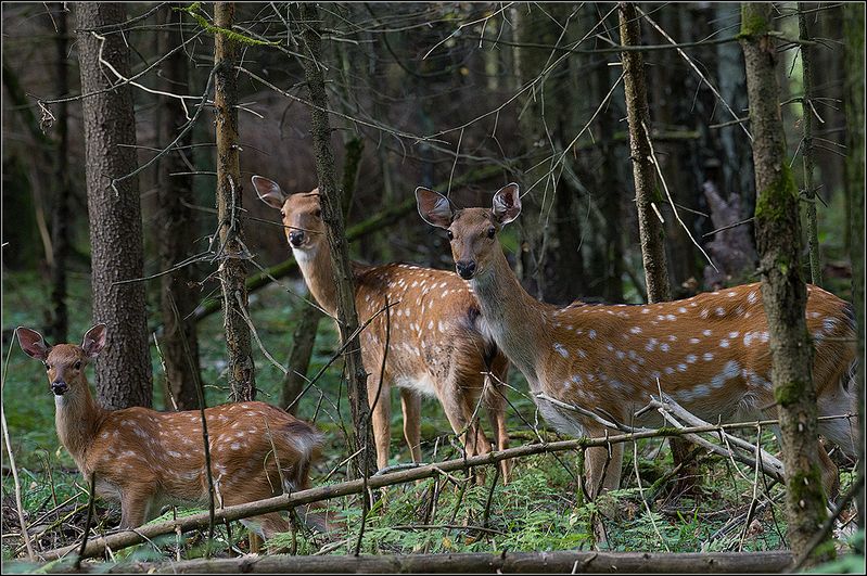 москва, сентябрь, парк,пятнистые олени ******* фото превью