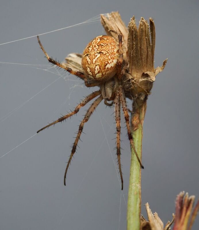 Araneus diadematus фото превью
